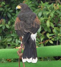 Bussard-015.jpg